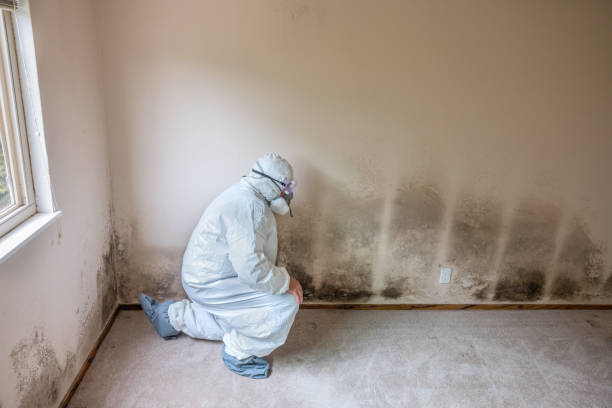 Best Real Estate Mold Inspection  in Vernon, AL